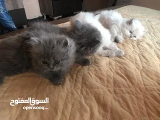  7 قطط سكوتش وهملايا كوراة فرو العمر 55 يوم اناث وذكور