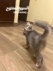  3 قطه للبيع العمر شهرين مع الأكل تاعها وحمامها القطه لايوجد لها اي أمراض أليفه