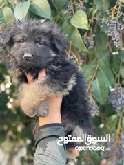  2 متاح جراء german shepherd show line أهالي مستوى عالي و الجراء مستوى عالي مواليد25/12/2024 حجم كبير