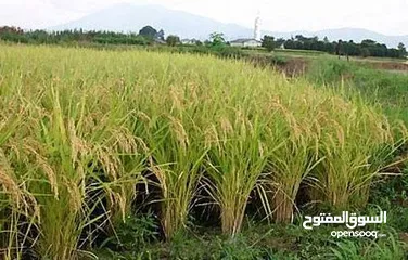  5 للباحثين عن بناء شركة للاستثمار الزراعى والانتاج الحيوانى