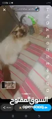  1 انثى قطه سامي