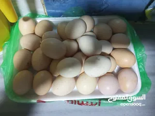  3 بيض بلدي طازه كل يوم بيومه 8 حبات بدينار