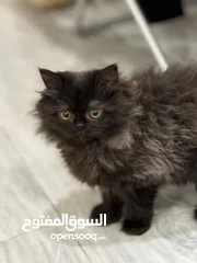  3 بيع قطط شيرازيه