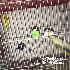  8 جواز كوكتيل جواز حب مكفول