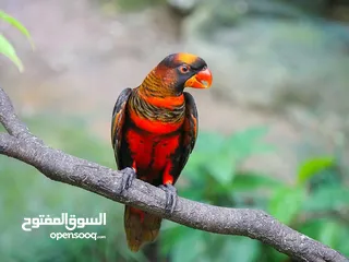  1 اجمل واندر انواع ببغاوات اللوري متوفرة الان