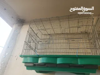  10 فراخ كوكتيل عمر اقل من شهرين وفراخ زق يدوي
