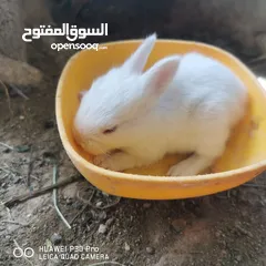  4 بيع أرانب مختلفه الاعمار