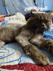  1 قط شيرازي سكني جميل للبيع يحب صاحبه جدا ايا يكن يحب الإسترخاء والنوم