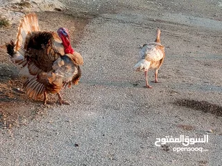 1 موجود حبش للبيع