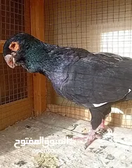  2 حمام نخب بيع او  بدل