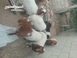  3 عبر عمر 3 شهور  عدد9