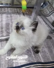  7 قطط نوعيات مختلفة في بغداد أقره الوصف
