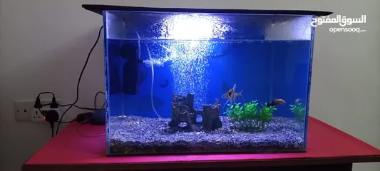  4 Fish tank with all accessories table and fish