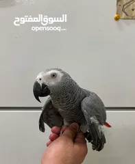  2 For Sale Trained African Grey Parrot