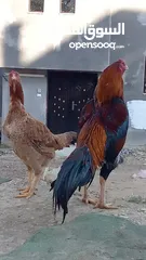  14 متاح بيض باكستاني خط اول..