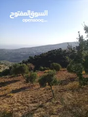  5 قطعة مزروعة بالكامل مخدومة