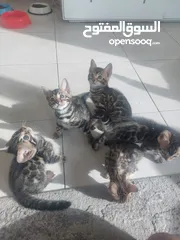  5 Bengal kittens 2 months old