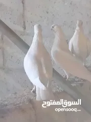  16 حمام نخب النخب  ثلاث جواز