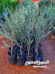  3 متوفر اشجار زيتون بلدي عمر 5 سنين وعمر 3 سنين وعمر 1 ونصف سنة