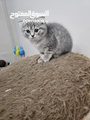 6 قطط نوع سكوتش فولد بيور عدد 2 ذكور  ......................