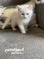  4 قطط للبيع سكوتش