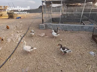  2 وز للبيع بالجمله