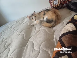  5 بيع قطط بدون مقابل