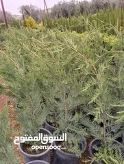  23 مشاتل الرويال لزراعه ومتابعه الاشجار
