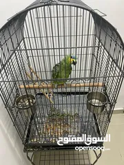  2 Amazon Parrot