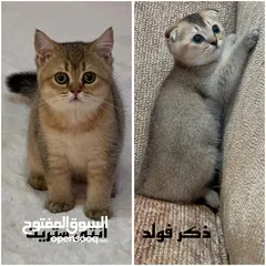  1 سكوتش فولد وستريت للبيع