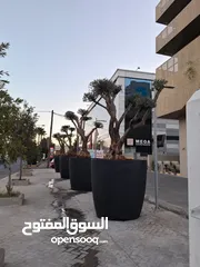  8 قواوير فايبر جلاس بشكل عصري أنيق #قواوير فايبر جلاس  #نباتات زينة ومثمر داخلي وخارجي  #إشراف مهندسين