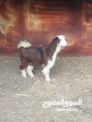  2 للبيع صخله