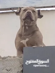  5 للبدل على طيور
