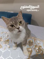  2 قطه التبني