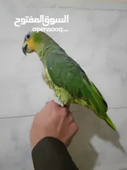  1 ببغاء امزوني حبه جانبو متكلم اليف ريش كامل.للبيع قابل البدل على طيور