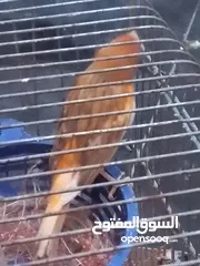  2 كنارات جوزين كرازيات المشمشيات بهذا اللون للبيع بدون قفص