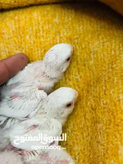  3 فراخ روز البينو عين حمرة للزق اليدوي الرجاء التواصل على الرقم الموجد في الوصف
