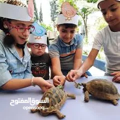  11 سلحفاه و بطه  و قطه شنشيلا و قط شيرازي  كتن بيبي ابيض و حلزون كركعه و بطبوطين  سلحفاة مائيه