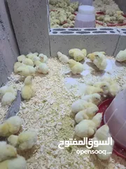  4 صوص لاحم / تسمين موجود اسبوعيا