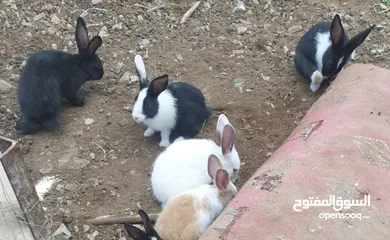  1 ارانب دار حجم صغير وسط