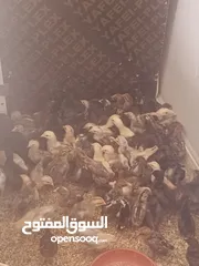  3 بسم الله الرحمن الرحيم  صوص بلدي ولهومان عدد 110 أخذ جميع المطاعيم صحه ونظافة العمر 21 يوم