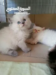  6 قطط هملايا مستوى عالي