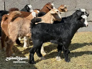  1 جدايه وبكار جباليات سمان فوول غضويات الله يبارك راهيات وماعليهن كلام للتربيه او ذبح