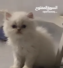  3 قطط هيمالايا