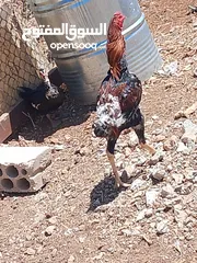  3 يوجد لدينا ديك باكستاني شغال