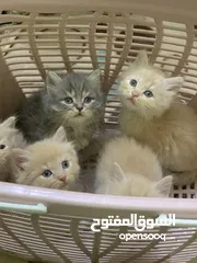  2 قطط صغار كلش حلوات