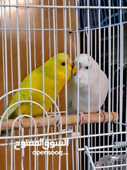  3 Budgies / love birds