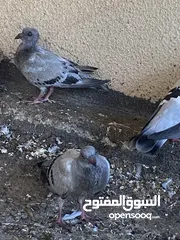  2 بيع حمام دمشقي هجين وحمام بحريني