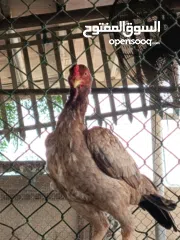  2 A unique breed Chickens and fighter also.