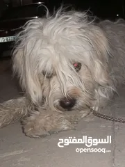 1 كلب مالتيز